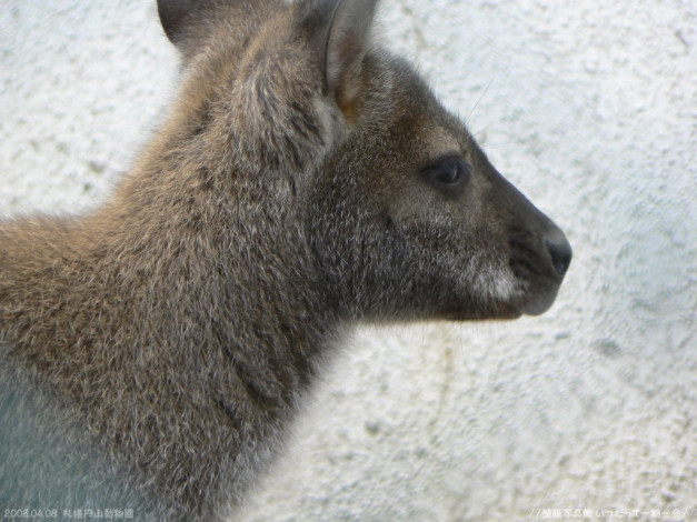 Обои картинки фото животные, кенгуру