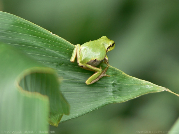 Обои картинки фото животные, лягушки