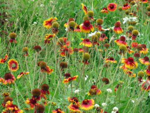 Картинка цветы гайлардии гелениумы оранжевый