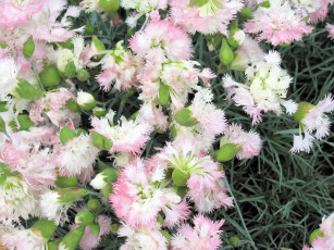 Картинка цветы гвоздики пушистый