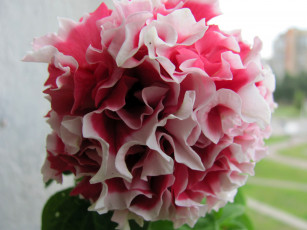 Картинка цветы петунии калибрахоа макро