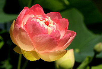 Картинка цветы лотосы лепестки