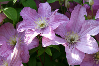 Картинка цветы клематис ломонос розовый лепестки