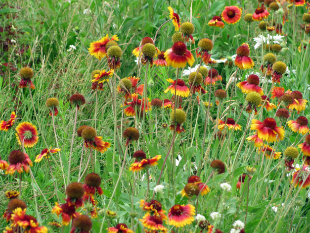 Обои картинки фото цветы, гайлардии, гелениумы, оранжевый