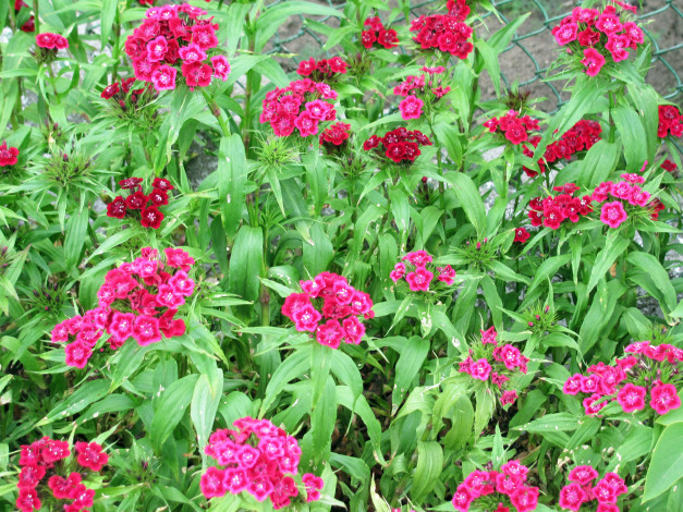 Обои картинки фото цветы, гвоздики, розовый