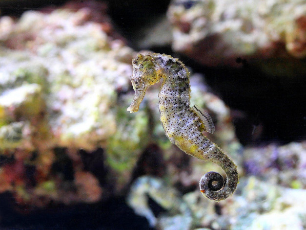 Обои картинки фото животные, морская, фауна, морской, конек