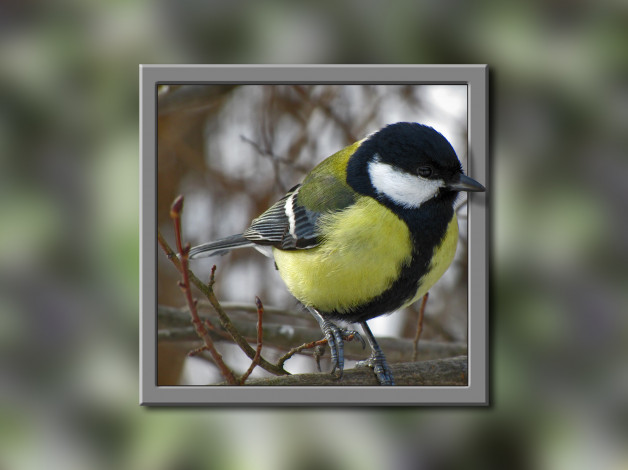 Обои картинки фото животные, синицы, лазоревки, рамка, портрет