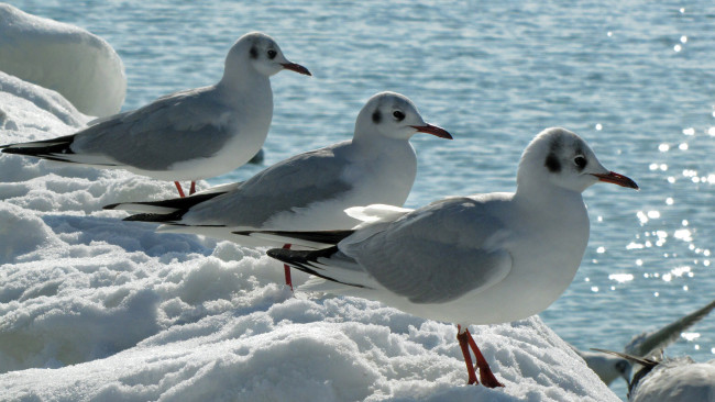 Обои картинки фото животные, Чайки, бакланы, крачки, море
