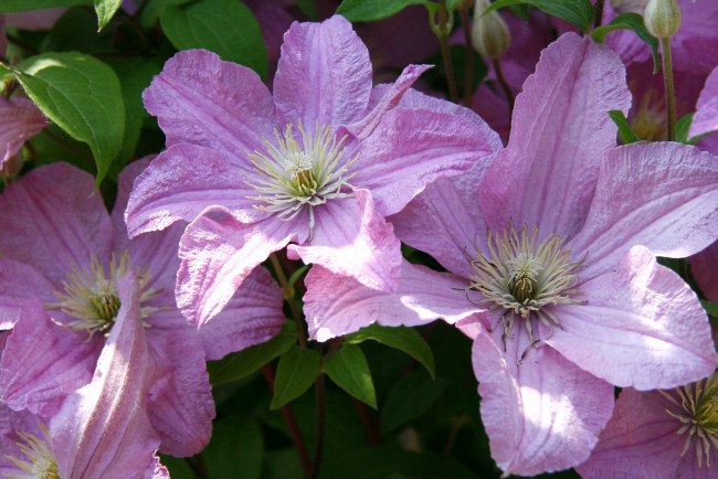 Обои картинки фото цветы, клематис, ломонос, розовый, лепестки