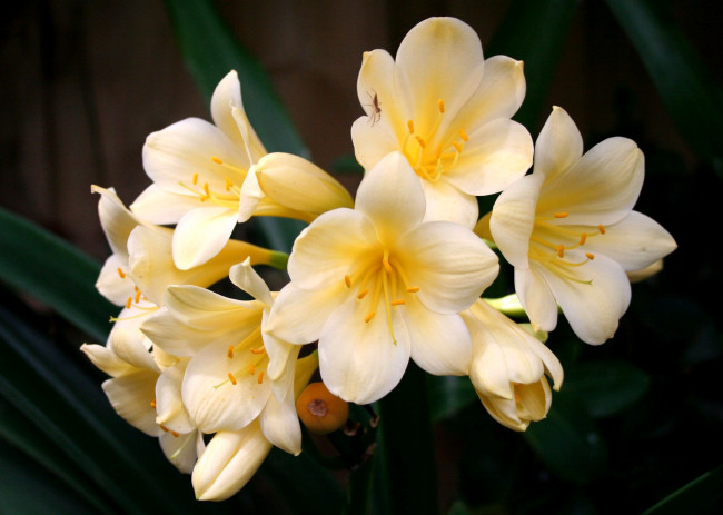 Обои картинки фото цветы, кливия, желтый