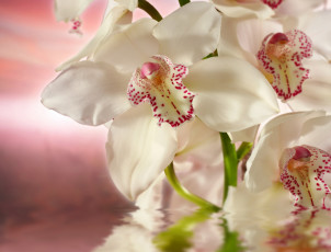 Картинка цветы орхидеи