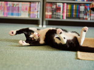 Картинка животные коты котэ шалун