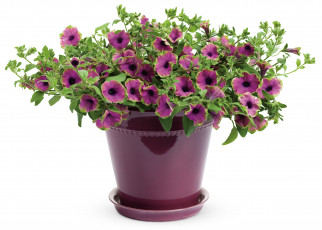 Картинка цветы петунии калибрахоа петунья