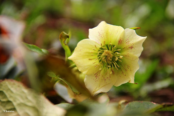 Картинка цветы геллеборус морозник нежность