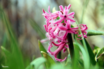 Картинка цветы гиацинты розовый