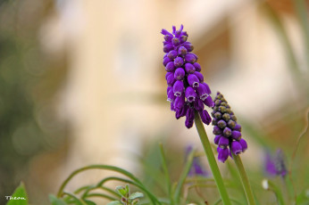 Картинка цветы гиацинты сиреневый