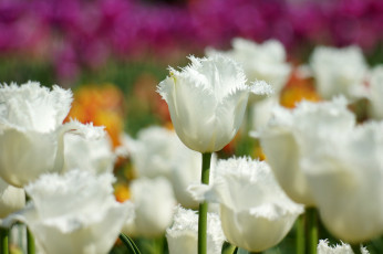 Картинка цветы тюльпаны белый
