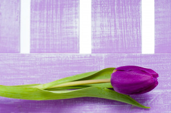 Картинка цветы тюльпаны сиреневый