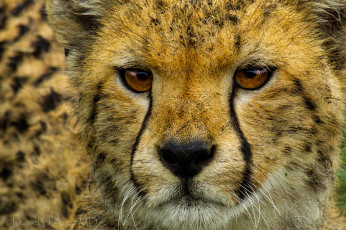 Картинка животные гепарды портрет