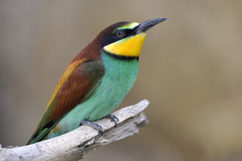 Картинка животные щурки пчелоеды пчелоед яркий