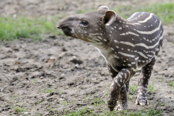 Картинка животные тапиры малыш полосочки