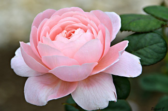 Картинка цветы розы розовый лепестки