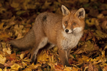обоя животные, лисы, рыжая