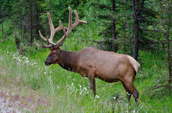 Картинка животные олени природа канада лес