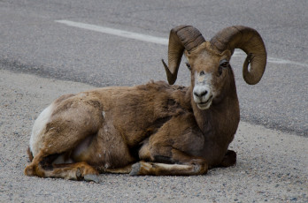 Картинка животные овцы бараны национальный парк джаспер канада баран