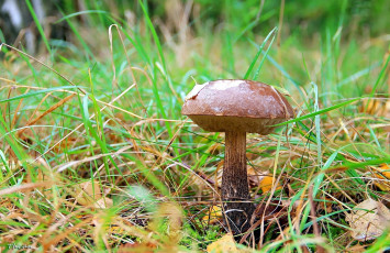 Картинка природа грибы подберезовик