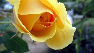 Картинка цветы розы макро