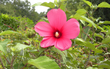 Картинка цветы лаватера листья лепестки