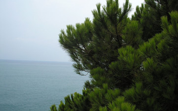 Картинка природа деревья пиния вода