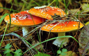 Картинка природа грибы мухомор трио