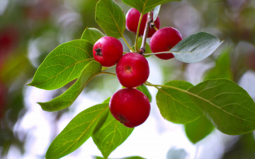 Картинка природа плоды яблоки ветка