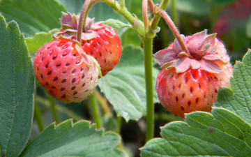 Картинка природа Ягоды клубника