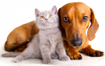 Картинка животные разные вместе друзья котенок такса