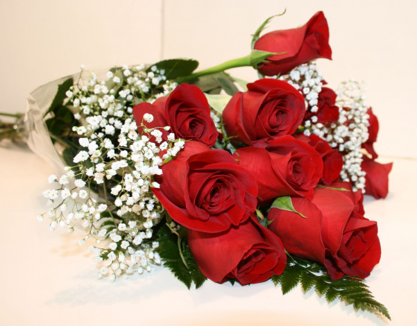 Обои картинки фото цветы, розы, гипсофила