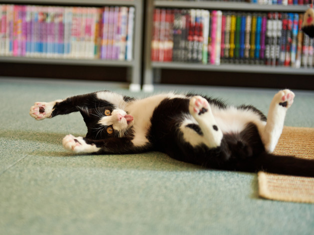 Обои картинки фото животные, коты, котэ, шалун