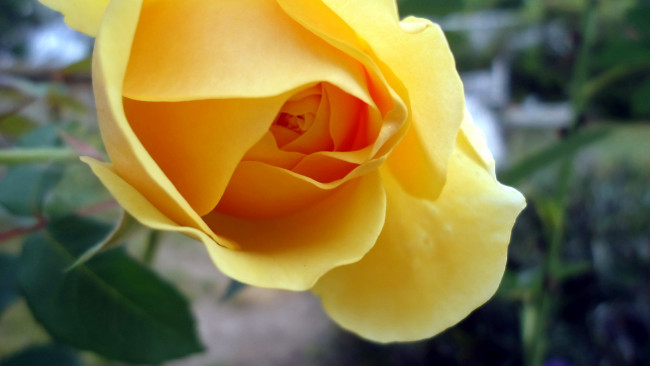 Обои картинки фото цветы, розы, макро