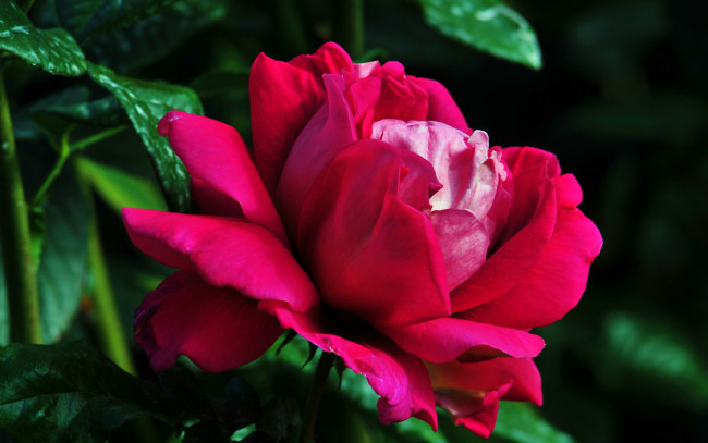 Обои картинки фото цветы, розы, лепестки