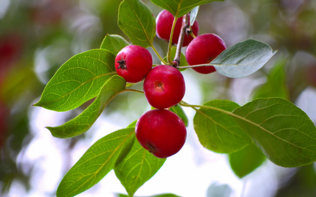 Обои картинки фото природа, плоды, яблоки, ветка