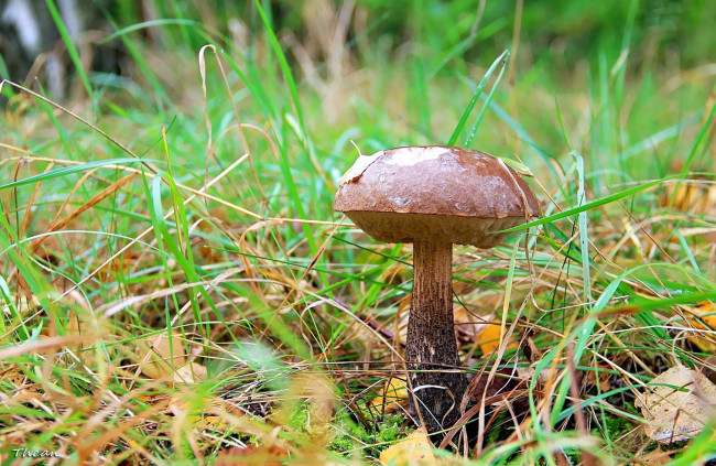 Обои картинки фото природа, грибы, подберезовик