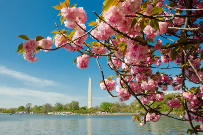 Обои картинки фото города, вашингтон, сша, монумент