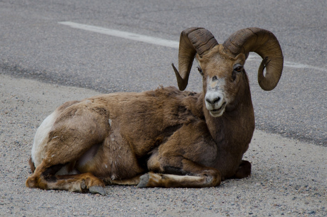 Обои картинки фото животные, овцы, бараны, национальный, парк, джаспер, канада, баран