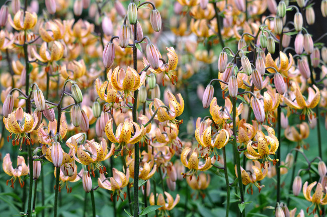 Обои картинки фото цветы, лилии, лилейники