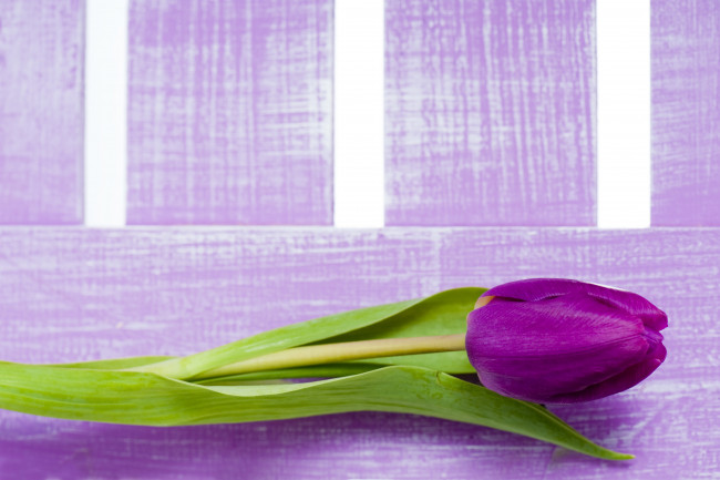 Обои картинки фото цветы, тюльпаны, сиреневый