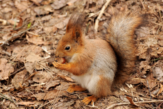 Обои картинки фото животные, белки, орех, рыжая, хвост