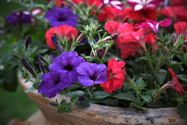 Обои картинки фото цветы, петунии, калибрахоа, красный, фиолетовый