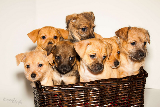 Обои картинки фото животные, собаки, корзина, щенки